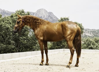 Lusitano Mix, Ogier, 3 lat, 147 cm, Kasztanowata