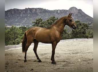 Lusitano Mix, Ogier, 3 lat, 147 cm, Kasztanowata