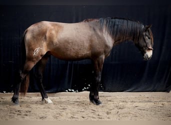 Lusitano, Ogier, 3 lat, 153 cm, Jelenia