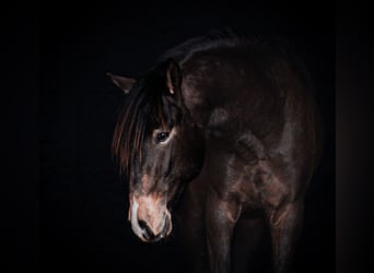 Lusitano, Ogier, 3 lat, 153 cm, Jelenia