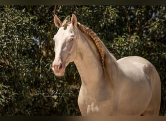Lusitano, Ogier, 3 lat, 158 cm, Perlino