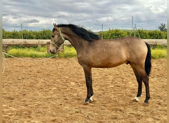 Lusitano, Ogier, 3 lat, 159 cm, Jelenia