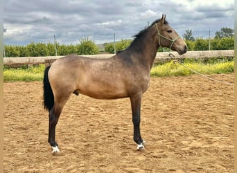 Lusitano, Ogier, 3 lat, 159 cm, Jelenia