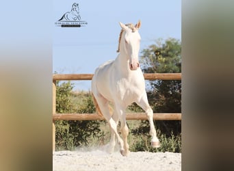Lusitano, Ogier, 3 lat, 160 cm, Cremello