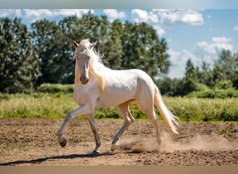 Lusitano, Ogier, 3 lat, 160 cm, Cremello
