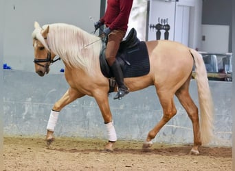 Lusitano, Ogier, 3 lat, 160 cm, Izabelowata