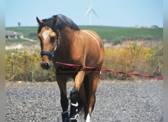 Lusitano, Ogier, 3 lat, 160 cm, Jelenia