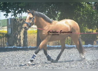 Lusitano, Ogier, 3 lat, 160 cm, Jelenia