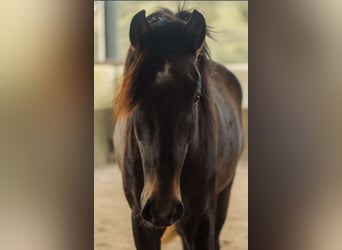 Lusitano, Ogier, 3 lat, 160 cm, Siwa
