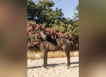 Lusitano, Ogier, 3 lat, 160 cm, Stalowosiwy