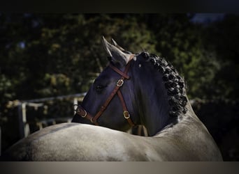 Lusitano, Ogier, 3 lat, 161 cm, Grullo