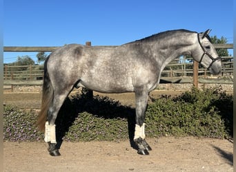 Lusitano, Ogier, 3 lat, 161 cm, Siwa