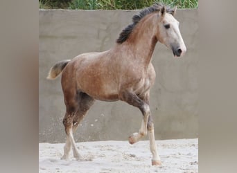 Lusitano, Ogier, 3 lat, 161 cm, Siwa