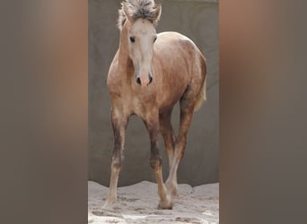 Lusitano, Ogier, 3 lat, 161 cm, Siwa