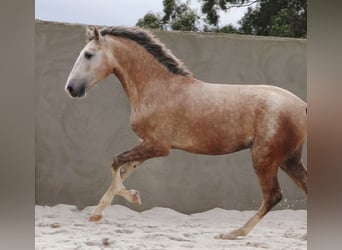 Lusitano, Ogier, 3 lat, 161 cm, Siwa