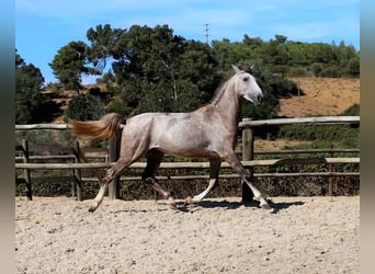 Lusitano, Ogier, 3 lat, 161 cm, Stalowosiwy
