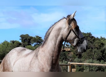 Lusitano, Ogier, 3 lat, 161 cm, Stalowosiwy