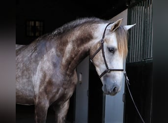 Lusitano, Ogier, 3 lat, 161 cm, Stalowosiwy