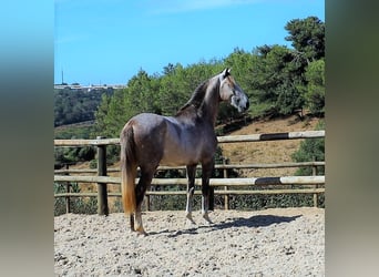 Lusitano, Ogier, 3 lat, 161 cm, Stalowosiwy