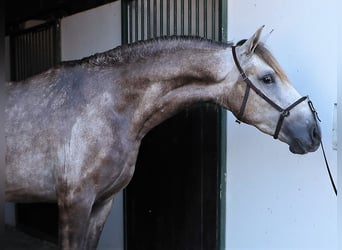 Lusitano, Ogier, 3 lat, 161 cm, Stalowosiwy