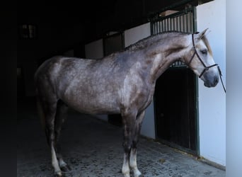 Lusitano, Ogier, 3 lat, 161 cm, Stalowosiwy