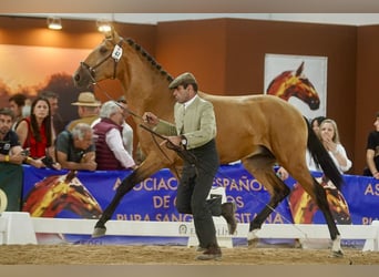 Lusitano, Ogier, 3 lat, 162 cm, Bułana