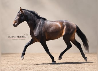 Lusitano Mix, Ogier, 3 lat, 162 cm, Gniada
