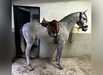 Lusitano, Ogier, 3 lat, 162 cm, Siwa