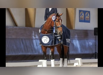 Lusitano, Ogier, 3 lat, 162 cm, Siwa