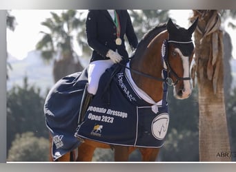 Lusitano, Ogier, 3 lat, 162 cm, Siwa