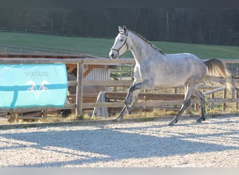 Lusitano, Ogier, 3 lat, 162 cm, Siwa