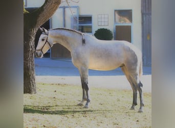 Lusitano, Ogier, 3 lat, 162 cm, Siwa