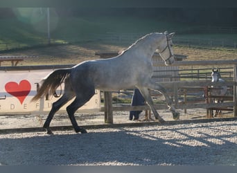 Lusitano, Ogier, 3 lat, 162 cm, Siwa