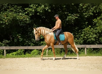 Lusitano, Ogier, 3 lat, 163 cm, Izabelowata