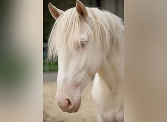 Lusitano, Ogier, 3 lat, 163 cm, Perlino