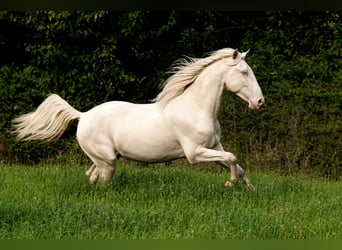 Lusitano, Ogier, 3 lat, 163 cm, Perlino