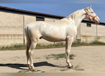 Lusitano, Ogier, 3 lat, 164 cm, Cremello