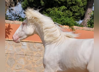 Lusitano Mix, Ogier, 3 lat, 164 cm, Cremello