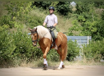 Lusitano, Ogier, 3 lat, 164 cm, Izabelowata