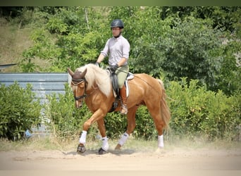 Lusitano, Ogier, 3 lat, 164 cm, Izabelowata