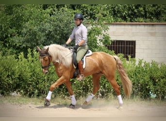 Lusitano, Ogier, 3 lat, 164 cm, Izabelowata