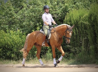 Lusitano, Ogier, 3 lat, 164 cm, Izabelowata