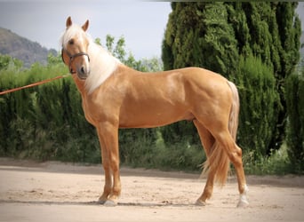 Lusitano, Ogier, 3 lat, 164 cm, Izabelowata