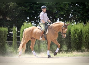 Lusitano, Ogier, 3 lat, 164 cm, Izabelowata