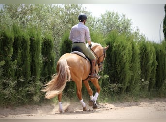 Lusitano, Ogier, 3 lat, 164 cm, Izabelowata