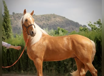Lusitano, Ogier, 3 lat, 164 cm, Izabelowata