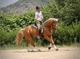 Lusitano, Ogier, 3 lat, 164 cm, Izabelowata