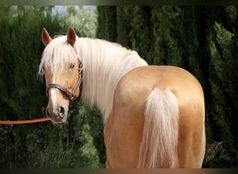 Lusitano, Ogier, 3 lat, 164 cm, Izabelowata