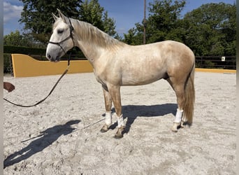 Lusitano, Ogier, 3 lat, 164 cm, Siwa