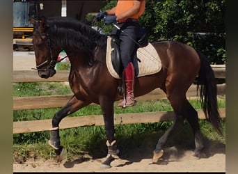 Lusitano, Ogier, 3 lat, 165 cm, Kasztanowata